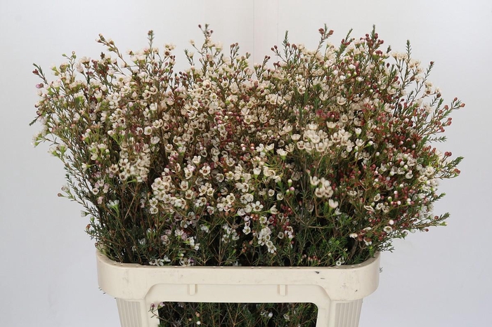 <h4>Chamelaucium Blondie</h4>