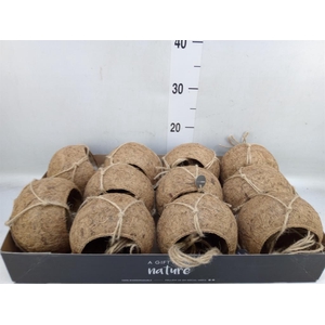 Pot   ...versierd H%