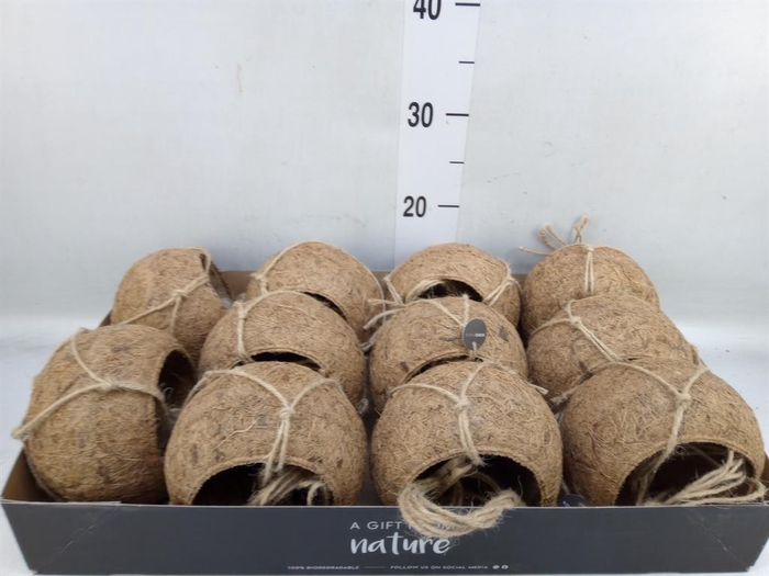 <h4>Pot   ...versierd H%</h4>