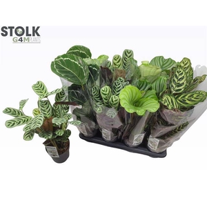Calathea mix 14Ø 55cm