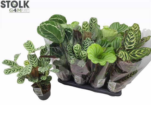 Calathea mix 14Ø 55cm