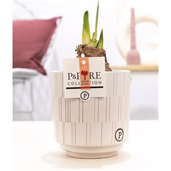 <h4>Hippeastrum red in P&PURE Tess 2 ceramics white</h4>