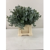 EUC CINEREA PB
