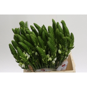 Ornithogalum Thyrsoides White Star
