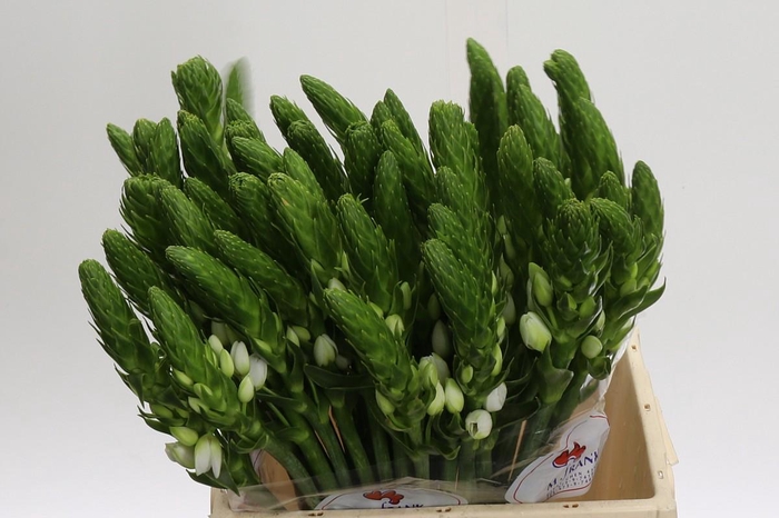 <h4>Ornithogalum thyrsoides 'White Star'</h4>