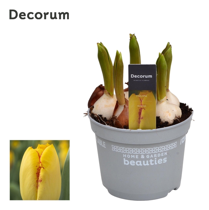 <h4>Tulp Outbreak</h4>