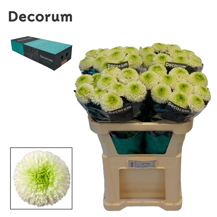 <h4>Chr G Alibaba</h4>