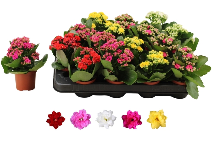 <h4>KAL GE RO GEM 5 KL</h4>