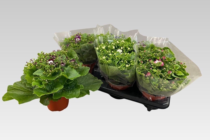 <h4>PERI C VENEZ GEM</h4>