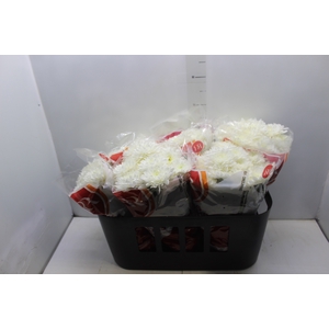 CRISANTEMO VB1 BRANCO