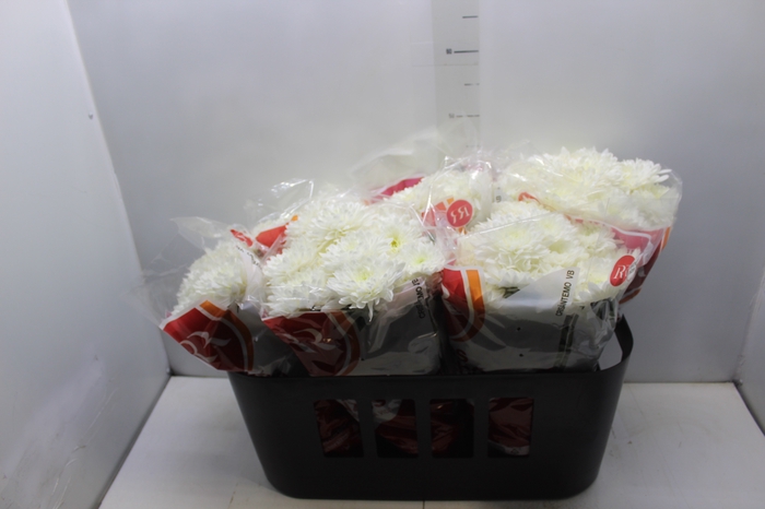 <h4>CRISANTEMO VB1 BRANCO</h4>