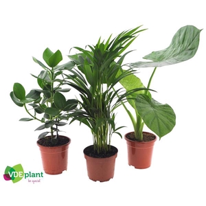 Intenz mix 17cm