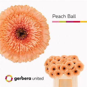 GE GR POM PEACH