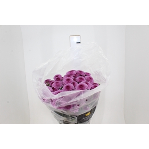 CRISANTEMO SANTINI BECKY 080 CM