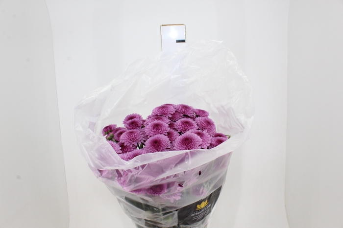 CRISANTEMO SANTINI BECKY 080 CM