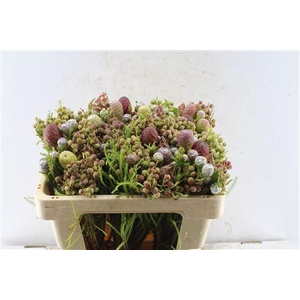 Kaaps Cone Mix Gemengd In Bos