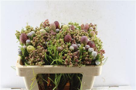 <h4>Kaaps Cone Mix Gemengd In Bos</h4>