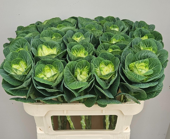 <h4>BRASS WHITE CRANE</h4>