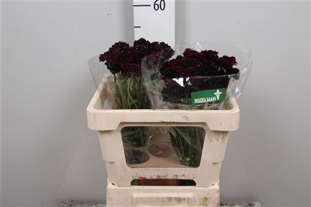 <h4>Scab At Blackberry Scoop</h4>