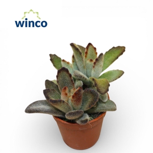 Kalanchoe Tomentosa Coffee Bean