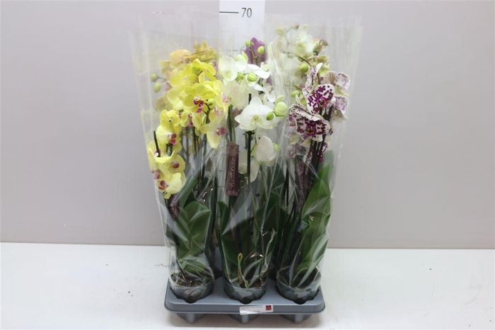 <h4>Phal Gemengd 4 Tak</h4>