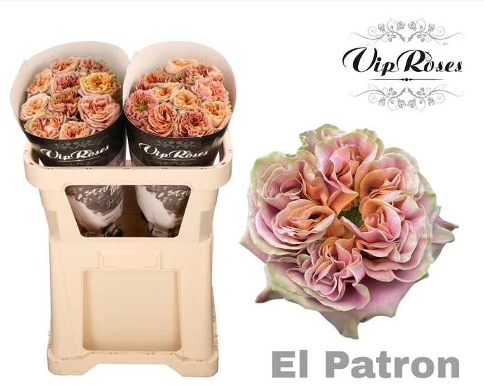<h4>R GR EL PATRON</h4>