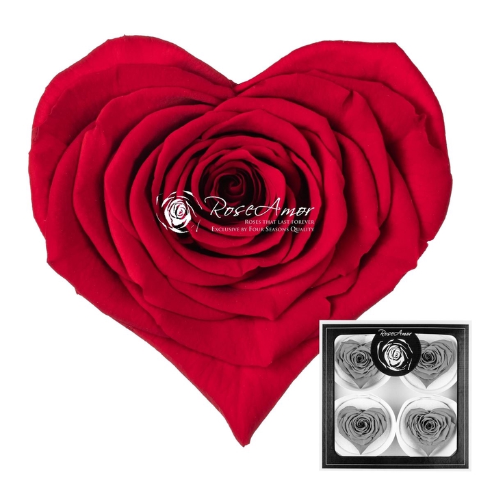 <h4>Corazon Bella Red02</h4>