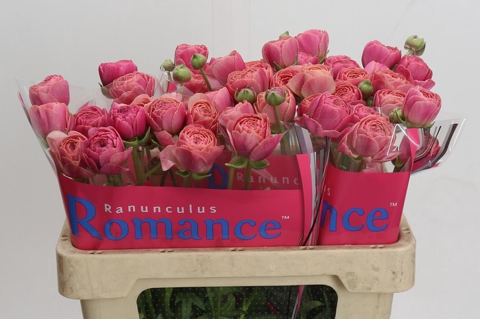 <h4>Ranunculus Romance Nohant Dark</h4>