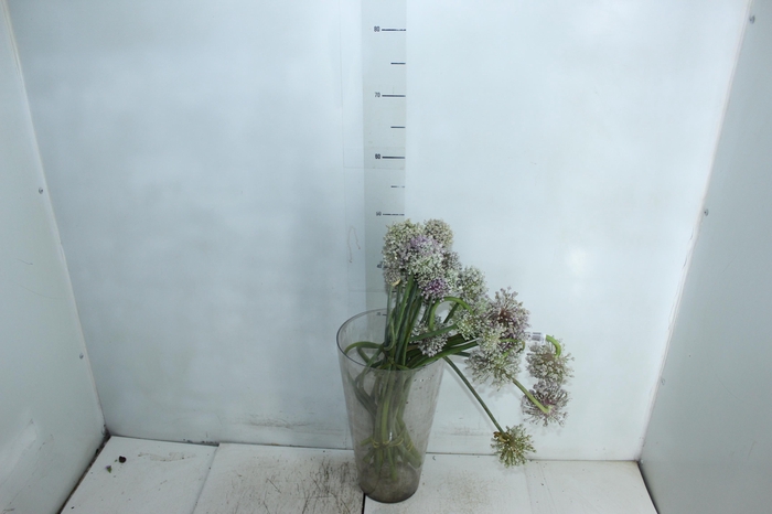 <h4>FLOR DE ALHO</h4>