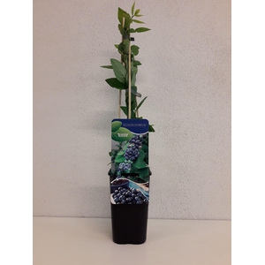 Vaccinium corymbosum 'Bluecrop'