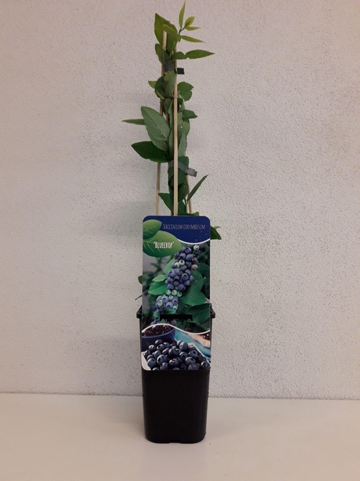 <h4>Vaccinium corymbosum 'Bluecrop'</h4>