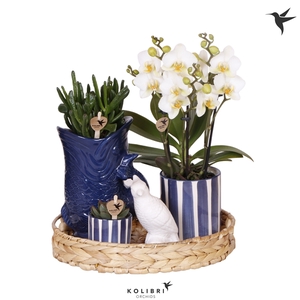 Kolibri Green up your home Gift Set Mediterranean Sunset blue