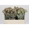 Anigozanthos Cape Gray Moss