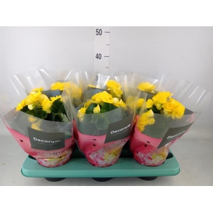 Begonia elat. HL 'Rebecca'