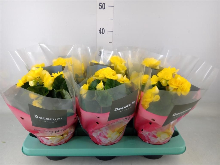 <h4>Begonia elat. HL 'Rebecca'</h4>