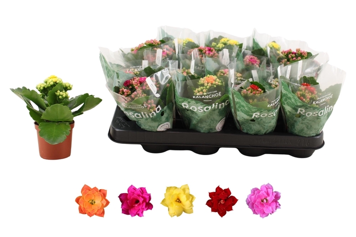 <h4>KAL GE RO GEM 5 KL</h4>