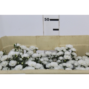 ASTER MARIANA 040 CM