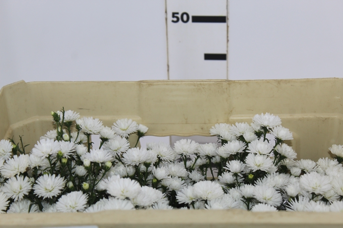 <h4>ASTER MARIANA 040 CM</h4>