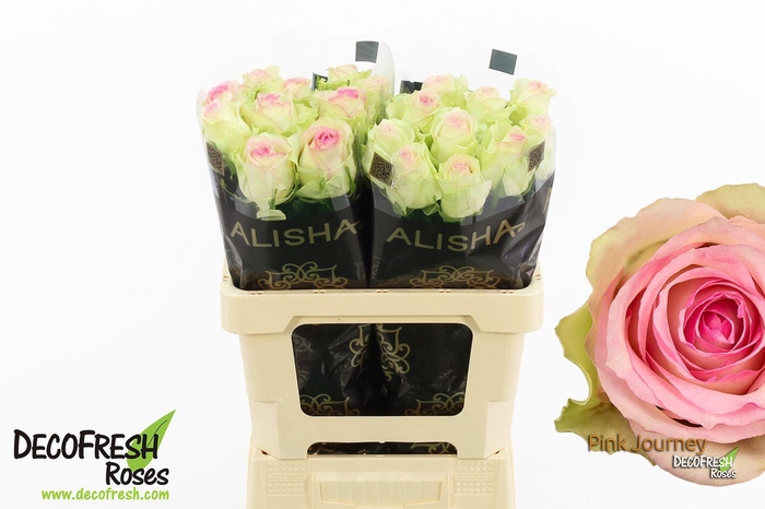 <h4>R Gr Pink Journey</h4>