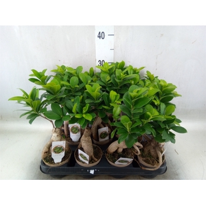 Ficus microcarpa 'Ginseng'