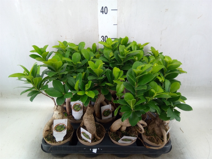 <h4>Ficus microcarpa 'Ginseng'</h4>