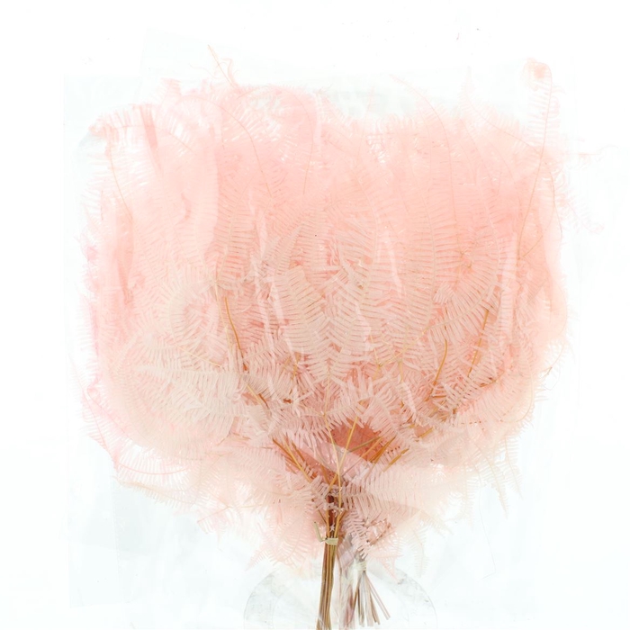 <h4>Pres Gull Fern Bleached Light Pink P Bnch</h4>