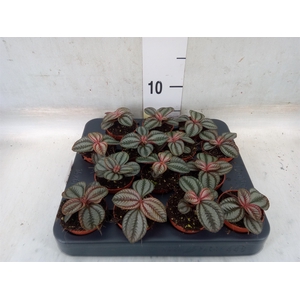Pilea  'Norfolk'