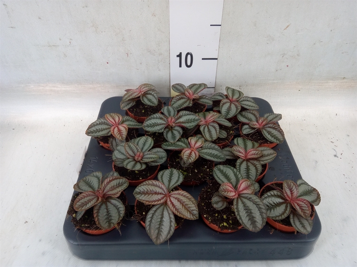 <h4>Pilea  'Norfolk'</h4>