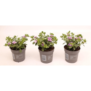 Calibrachoa Double Loopy Lavender