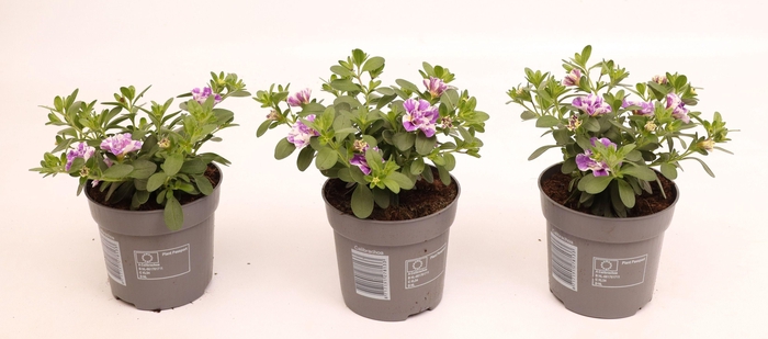<h4>Calibrachoa Double Loopy Lavender</h4>