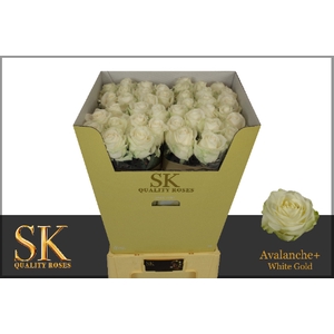 Rosa large avalanche+ Koene White Gold