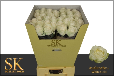 <h4>Rosa large avalanche+ Koene White Gold</h4>