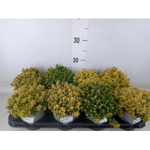 Thymus citriodorus 'Aureus'