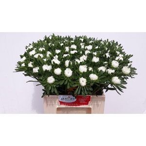 Callistephus Mats White
